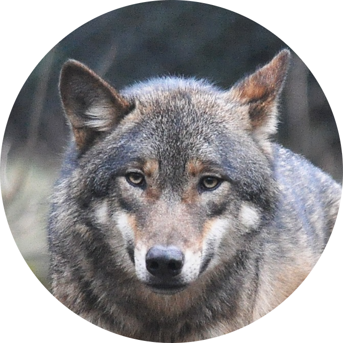 Mobile Diesel Technician Like A Lone Wolf - Wolf Png (669x669), Png Download