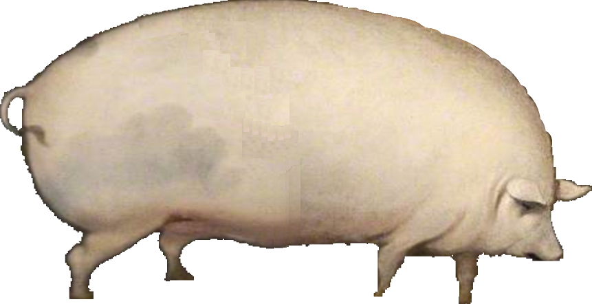 Pig - Oats Pig (861x442), Png Download