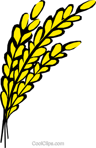 Oats - Oats Clip Art (313x480), Png Download