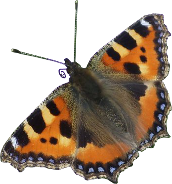 Insects / Bugs ~ Free Png Images - Admiral Butterfly Png (348x372), Png Download