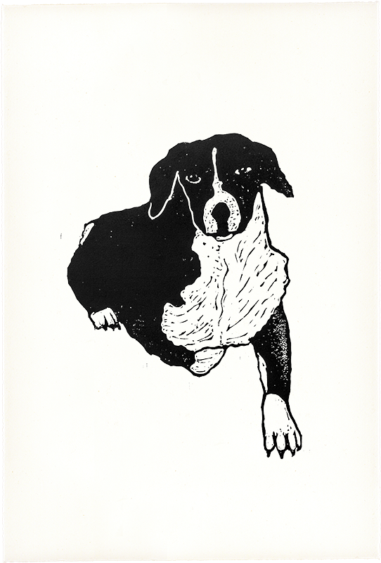 Pon Pon Copy 500x@2x 800×800 Pixels - Bernese Mountain Dog (800x800), Png Download