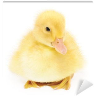 American Black Duck (400x400), Png Download