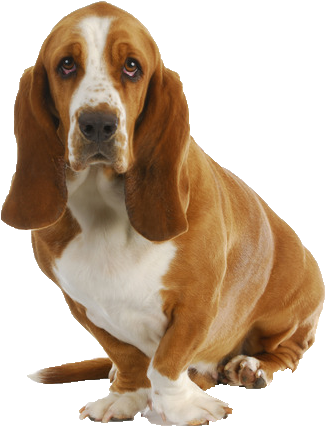 Basset Hound Png Image - Basset Hound Png (388x516), Png Download