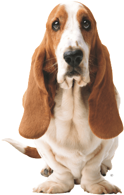 Basset Dog Front - Hush Puppies (880x660), Png Download