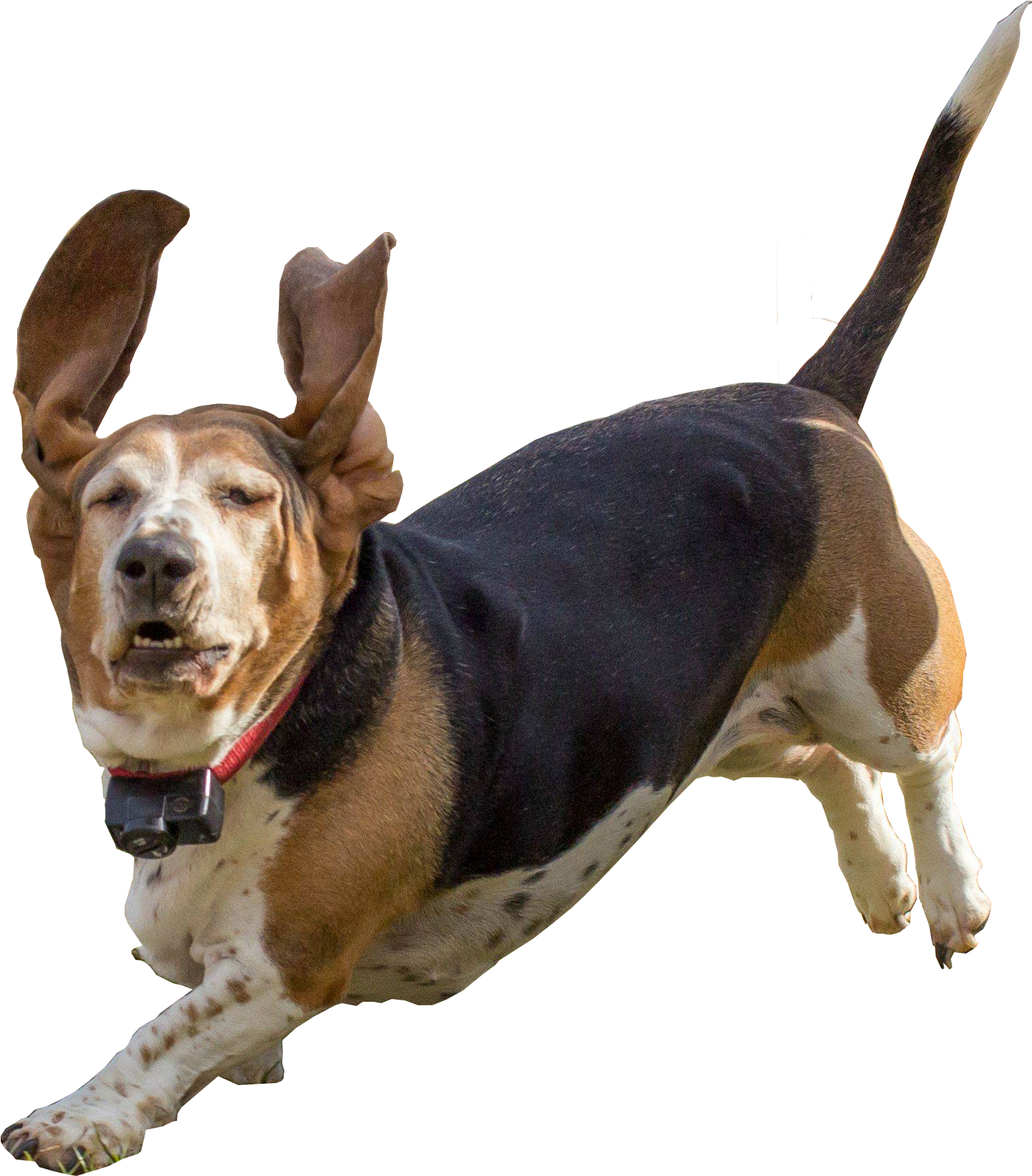 Basset Hound Floppily Jumping In Front Of The Camera - Dog (2669x1905), Png Download