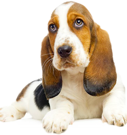 Dog Digestive-430x455 - Train And Understand Your Basset Hound Puppy & (430x455), Png Download