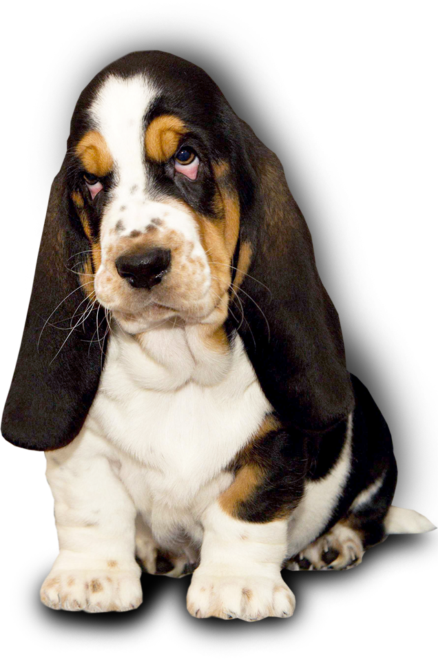 Basset Hound Kennel Dina's Way English Facebook - Dog (636x957), Png Download