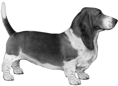 Basset Hound - B&w - Basset Hound (450x360), Png Download