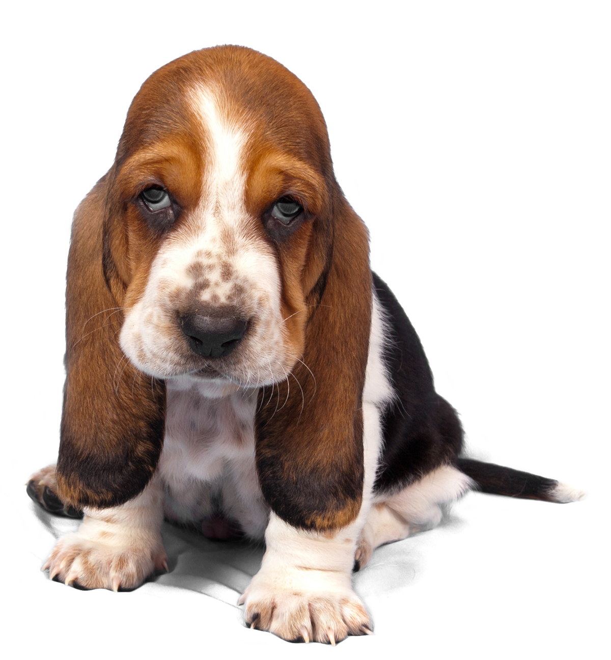 Tips For Hard To Pill Dogs And Cats - Tricolor And Blenheim Cavalier King Charles Breed (1200x1296), Png Download