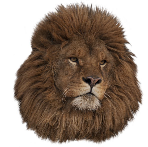 Lion Head Tumblr Transparent Download - African Lion Head Png (600x587), Png Download