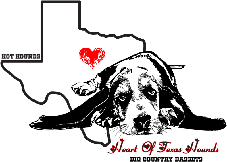 Basset Hound Info/resources Hot Hounds (1000x714), Png Download