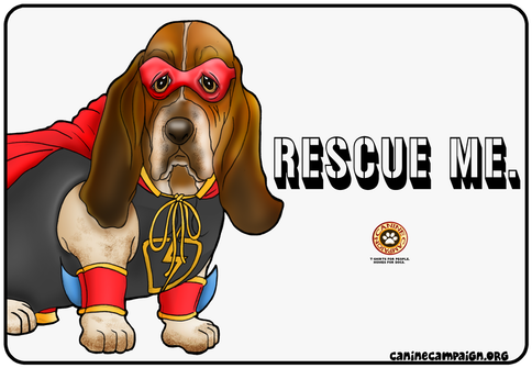 Basset Hound (498x384), Png Download