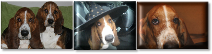 Basset Hounds Are Totally Unique, Dog Trainers Need - Treeing Walker Coonhound (731x187), Png Download