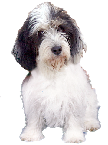 Basset Hound Ecards - Petit Basset Griffon Vendéen Png (384x500), Png Download
