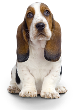 Basset Hound (311x417), Png Download