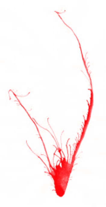 Blood Splatter Effect - Paint Strokes (1131x1600), Png Download