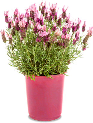 Slide 1 C - Portable Network Graphics (334x438), Png Download