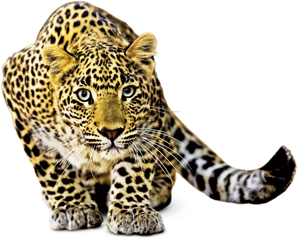 Terrific A Picture Of Animals Baby Memory - Png Animal (1120x840), Png Download