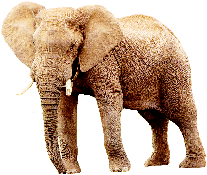 Elephant, Animal, Animals, Africa, Portrait - Animals Without Background (960x707), Png Download