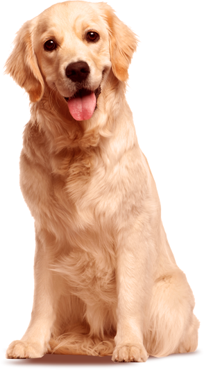 Image Result For Golden Retrievers Golden Retrievers - Golden Retriever Png (294x532), Png Download