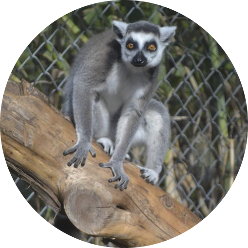 Lost Creek Safari - Lost Creek (510x510), Png Download