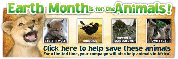 Earth Month Is For The Animals - Achieve! Grade 1: Think. Play. Achieve! (600x200), Png Download