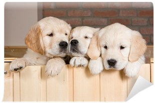 Several Golden Retriever Puppies Wall Mural • Pixers® - Coat Colour Change Of Golden Retriever (400x400), Png Download