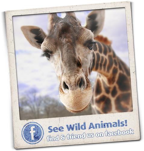 Home Wild Animal Safari Georgia Safari Animals - Zoo Atlanta (478x500), Png Download