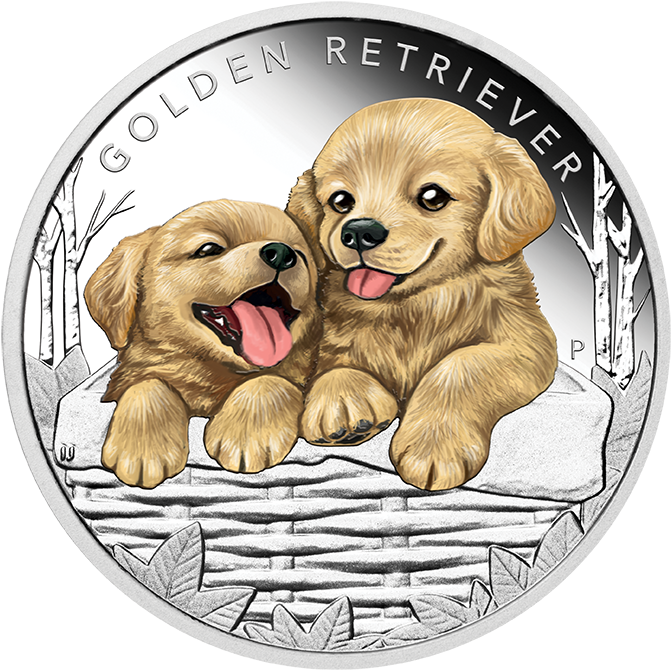 Enlarge - Golden Retriever Puppies (686x686), Png Download