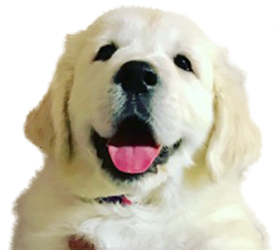 Just 5 Miles Off Of I-75, Sugar Valley Goldens Provides - Golden Retriever (563x496), Png Download