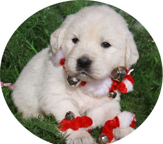 Gus - “ - Golden Retriever (565x498), Png Download