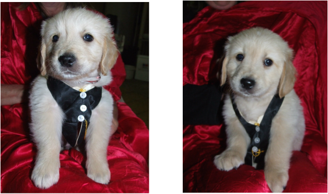 Golden Retriever Puppies For Sale Last Litter New Season - Golden Retriever (648x385), Png Download