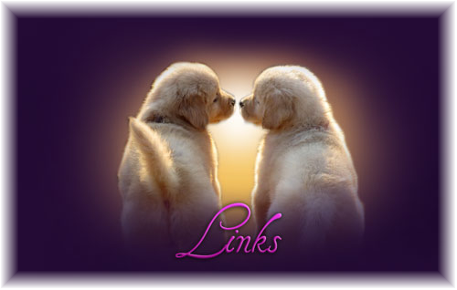 Golden Retriever (500x318), Png Download