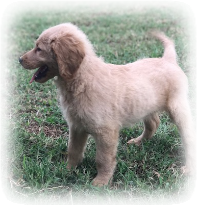 Scroll Down Through And We Have Descriptions With Each - Ancient Dog Breeds (386x404), Png Download