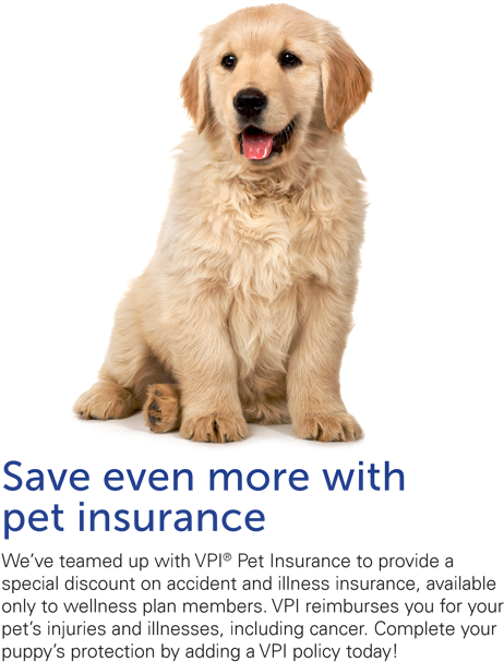 Save Even More With Pet Insurance Puppy - America's Cutest Dog - (region 1 Import Dvd) (485x622), Png Download