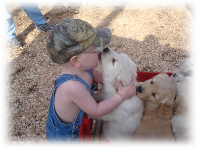 We Are Proud To Be Members Of The Following Clubs And - Golden Retriever (400x300), Png Download