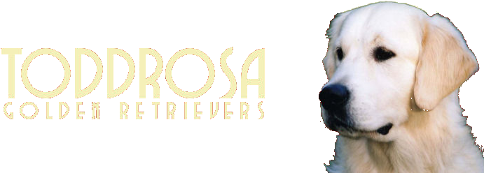 Toddrosa Golden Retrievers - Golden Retriever (750x250), Png Download