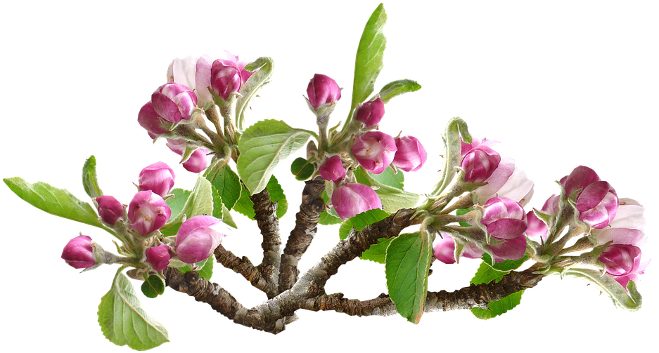 Apple Blossom, Flower, Tree, Orchard, Spring - Transparent Flower And Trees (960x517), Png Download