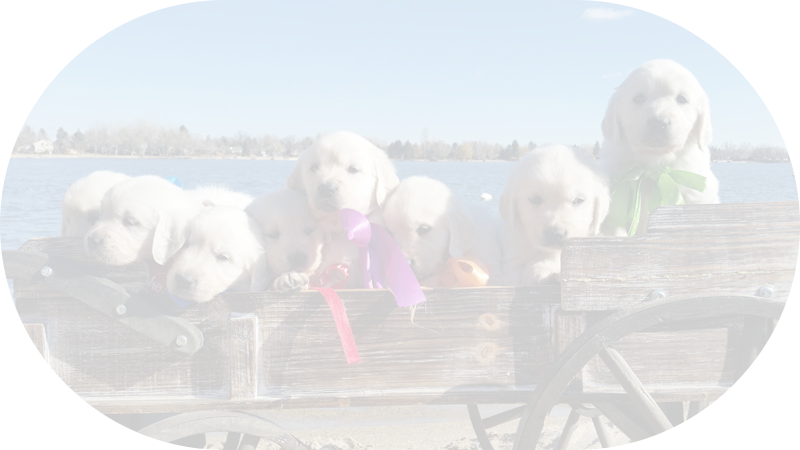 We Encourage Deposits Especially If You Are Hoping - Golden Retriever (800x450), Png Download