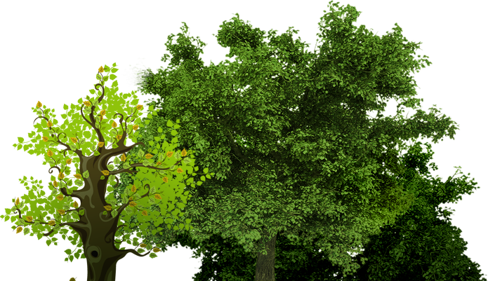 We At Song Garden Music Group Believe That A Group - Group Of Trees Png Png (695x401), Png Download