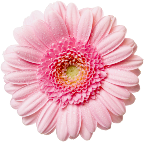 Pink Flower In Close Up Bebe' Pink Love - Pink Flower Transparent Background (500x491), Png Download