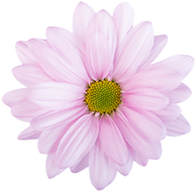 Click To Enlarge Image Pink Daisy Atlantis Pink Daisy - African Daisy (800x800), Png Download