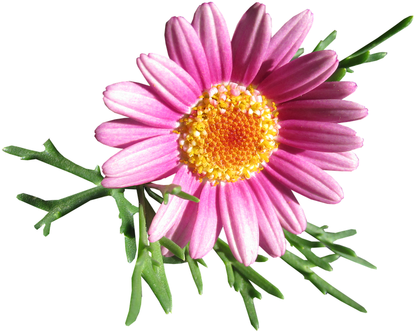 Daisy, Flower, Cut Out - Flower Daisy Png (851x720), Png Download