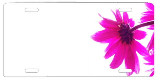 Pink Daisy - Best Girly Wallpapers For Desktop (600x400), Png Download