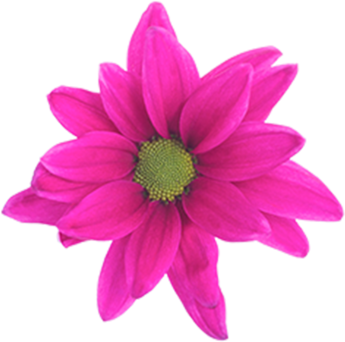 Daisy Purple Benz Daisy Purple Benz - Stock Photography (800x800), Png Download