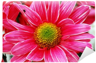 Aster (400x400), Png Download