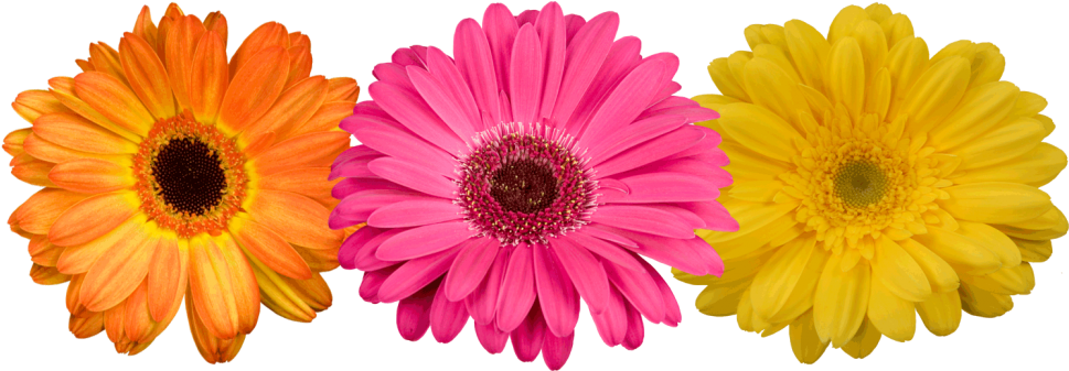 Here Are Your 6 Dreisbach Locations - Gerbera Flowers Png (1024x341), Png Download
