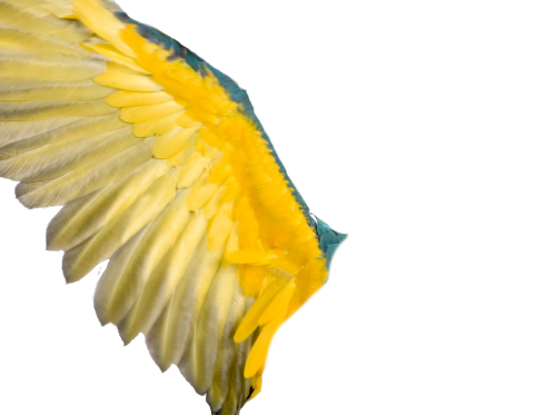 Transparent Angel Wings Tumblr - Kico Products Kico Animal Placemat - Parrot (500x373), Png Download