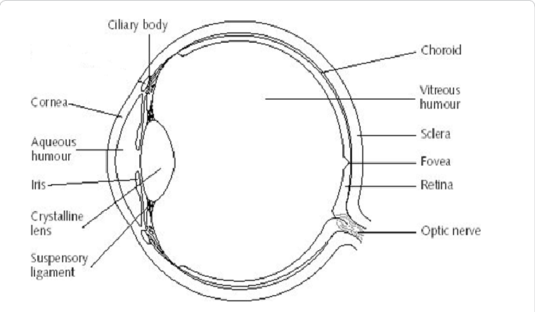 Structure Of The Human Eye - Human Eye (761x444), Png Download