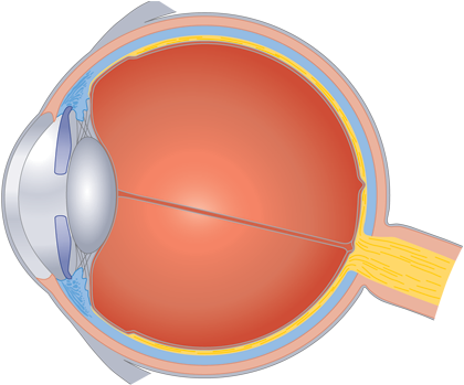 Human Centric Lighting - Oeil Emmétrope (800x350), Png Download
